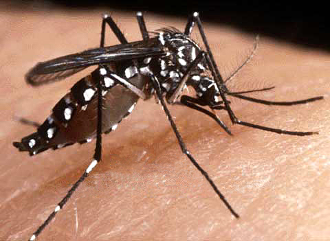 Mosquito da Denge